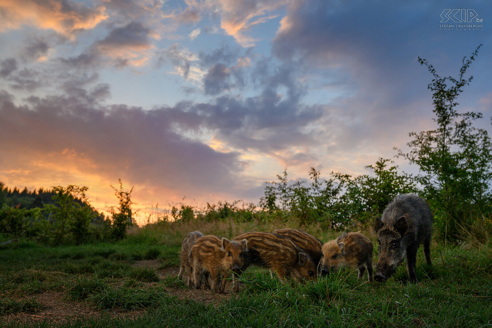 Wild boars at sunset This photo of mother boar with her piglets was taken with my camera that I controlled remotely. I also placed a LED lamp there so that they were somewhat lit against the background of the beautiful sunset. Stefan Cruysberghs